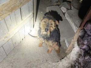 Piesek, którego odebrali policjanci i inspektorzy Animals