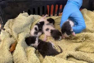 Zdjęcie kotków pod opieką Animals