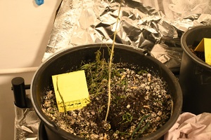 Doniczka z pozostałościami konopii