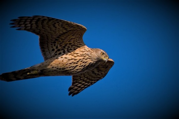 Zdjęcie jastrzębia w locie zdjęcie z Wikipedii