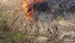 Na zdjęciu widać suchą trawę oraz palący się ogień.